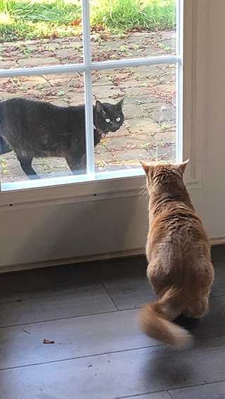 neighborhood-cat-2018