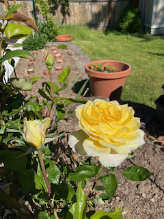 First rose