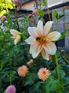 Dahlia: Apple Blossom. I was really excited to see this one IRL.