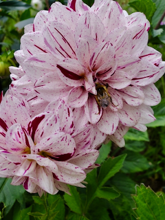 Dahlia: Hulins Carnival with Bee