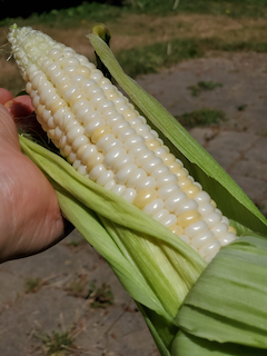 First corn child