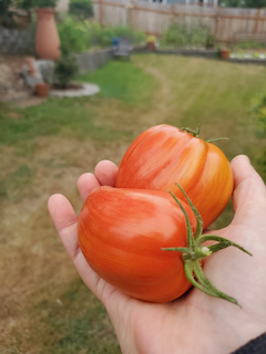 Tomatoes!!